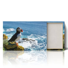Load image into Gallery viewer, Puffin on Latrabjarg Cliff
