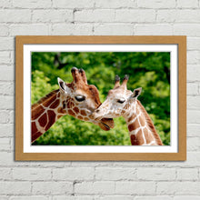 Load image into Gallery viewer, Giraffes Close Up