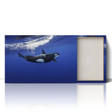 Load image into Gallery viewer, Killer Whale in the Pacific New Zealand