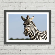 Load image into Gallery viewer, Zebra Safari in Africa