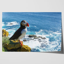 Load image into Gallery viewer, Puffin on Latrabjarg Cliff