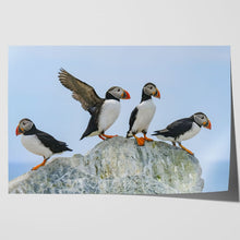 Load image into Gallery viewer, Atlantic Puffins on Rock