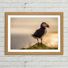 Load image into Gallery viewer, Atlantic Puffin in Mykines