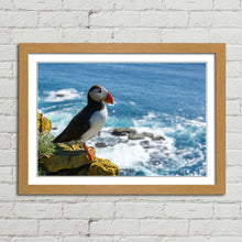 Load image into Gallery viewer, Puffin on Latrabjarg Cliff