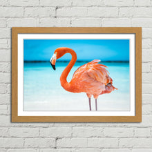 Load image into Gallery viewer, Pretty Pink Aruba Flamingo