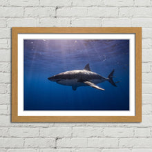Load image into Gallery viewer, Cage Diving Great White Shark