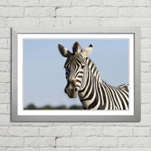 Load image into Gallery viewer, Zebra Safari in Africa