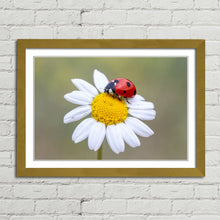 Load image into Gallery viewer, Ladybird on White Daisy Flower