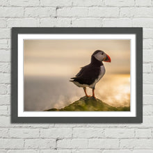 Load image into Gallery viewer, Atlantic Puffin in Mykines