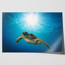 Load image into Gallery viewer, Green Sea Turtle on Maui Reef