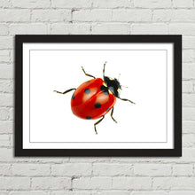 Load image into Gallery viewer, Ladybird Close Up Nature