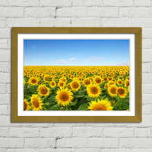Load image into Gallery viewer, Yellow Sunflowers in Field