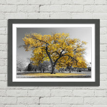 Load image into Gallery viewer, Large Tree with Yellow Leaves Central Park