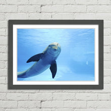 Load image into Gallery viewer, Cute Dolphin Staring