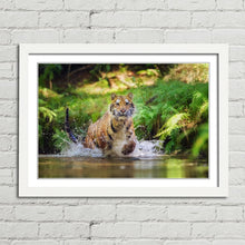 Load image into Gallery viewer, Siberian Tiger Running in Water