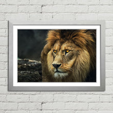 Load image into Gallery viewer, Lion Staring Portrait
