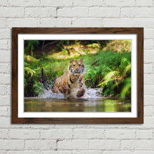 Load image into Gallery viewer, Siberian Tiger Running in Water