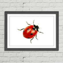 Load image into Gallery viewer, Ladybird Close Up Nature