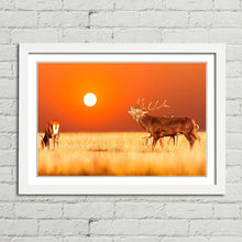 Load image into Gallery viewer, Red Deer Stag at Sunset
