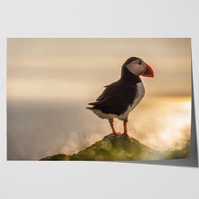 Load image into Gallery viewer, Atlantic Puffin in Mykines