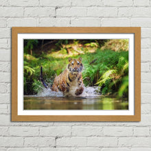 Load image into Gallery viewer, Siberian Tiger Running in Water