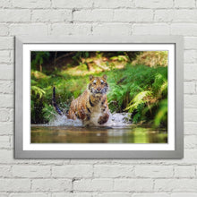 Load image into Gallery viewer, Siberian Tiger Running in Water