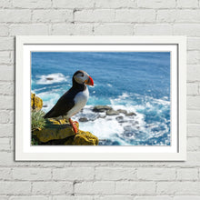 Load image into Gallery viewer, Puffin on Latrabjarg Cliff