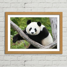 Load image into Gallery viewer, Giant Panda Bear China