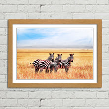 Load image into Gallery viewer, Zebras in Tanzania Savannah