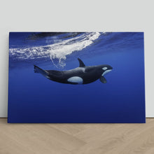 Load image into Gallery viewer, Killer Whale in the Pacific New Zealand