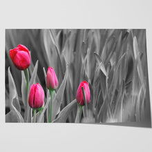 Load image into Gallery viewer, Pink Tulips in Black and White