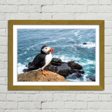 Load image into Gallery viewer, Atlantic Puffin on Cliff