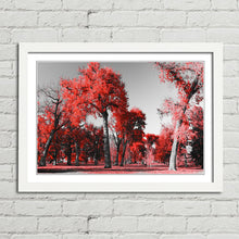 Load image into Gallery viewer, Red Trees in Central Park New York