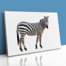 Load image into Gallery viewer, Zebra Staring Close Up