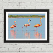 Load image into Gallery viewer, Flamingo in Rio Lagardos Mexico