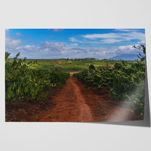 Load image into Gallery viewer, Coffee Plantation Pleiku Vietnam