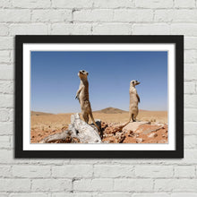 Load image into Gallery viewer, Cute Meerkats on Lookout