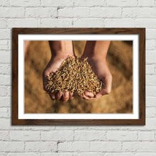 Load image into Gallery viewer, Hands Holding Rice Seeds India Harvest