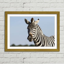 Load image into Gallery viewer, Zebra Safari in Africa