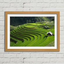 Load image into Gallery viewer, Rice Field Terrace Vietnam
