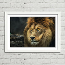 Load image into Gallery viewer, Lion Staring Portrait