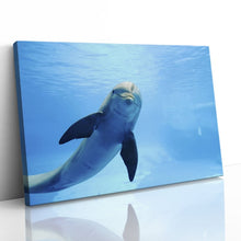 Load image into Gallery viewer, Cute Dolphin Staring