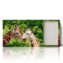 Load image into Gallery viewer, Giraffes Close Up