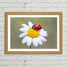 Load image into Gallery viewer, Ladybird on White Daisy Flower