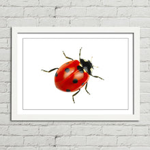 Load image into Gallery viewer, Ladybird Close Up Nature