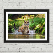 Load image into Gallery viewer, Siberian Tiger Running in Water