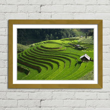 Load image into Gallery viewer, Rice Field Terrace Vietnam