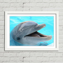 Load image into Gallery viewer, Dolphin Smiling Happy