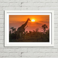 Load image into Gallery viewer, Giraffe in Kruger Park