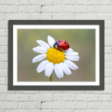 Load image into Gallery viewer, Ladybird on White Daisy Flower